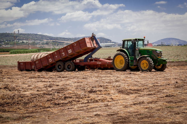 איסוף גזר בעמק יזרעאל
