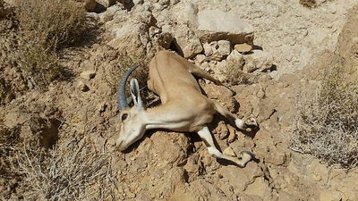 בתמונה: פגר יעל בנחל. בווידאו: צילום אווירי של האסון