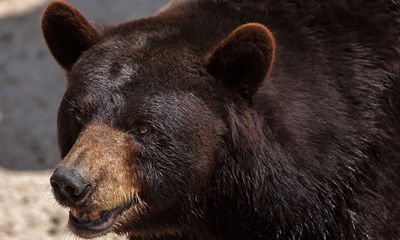 המשפחה צפתה בבוקר - והצטמררה