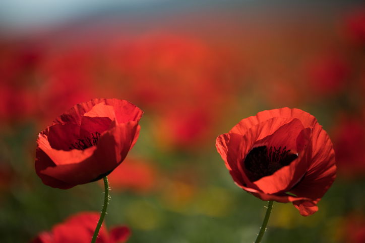 התחזית: עומס חום כבד בכל הארץ