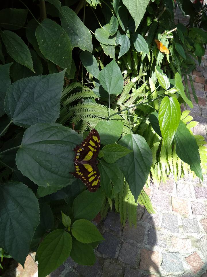 אי הפרחים - גלריה אירופאית מרהיבה במיוחד