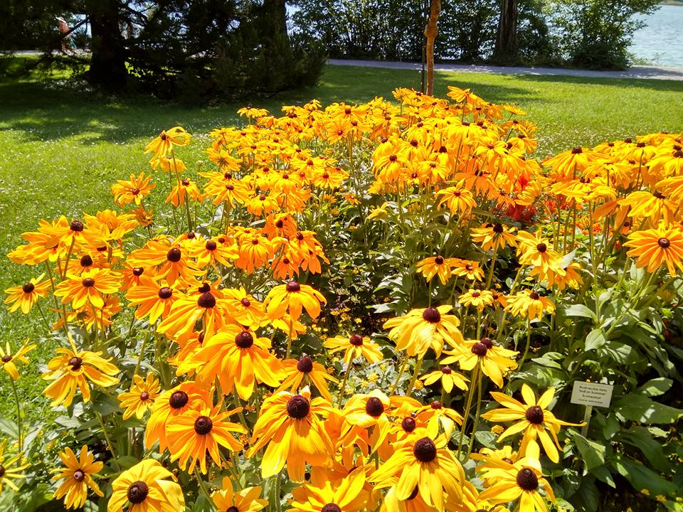 אי הפרחים - גלריה אירופאית מרהיבה במיוחד