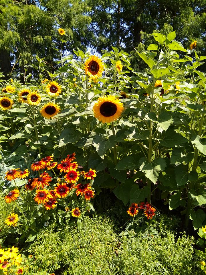 אי הפרחים - גלריה אירופאית מרהיבה במיוחד