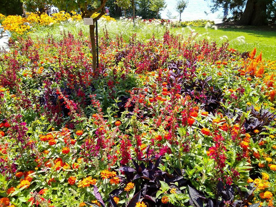 אי הפרחים - גלריה אירופאית מרהיבה במיוחד