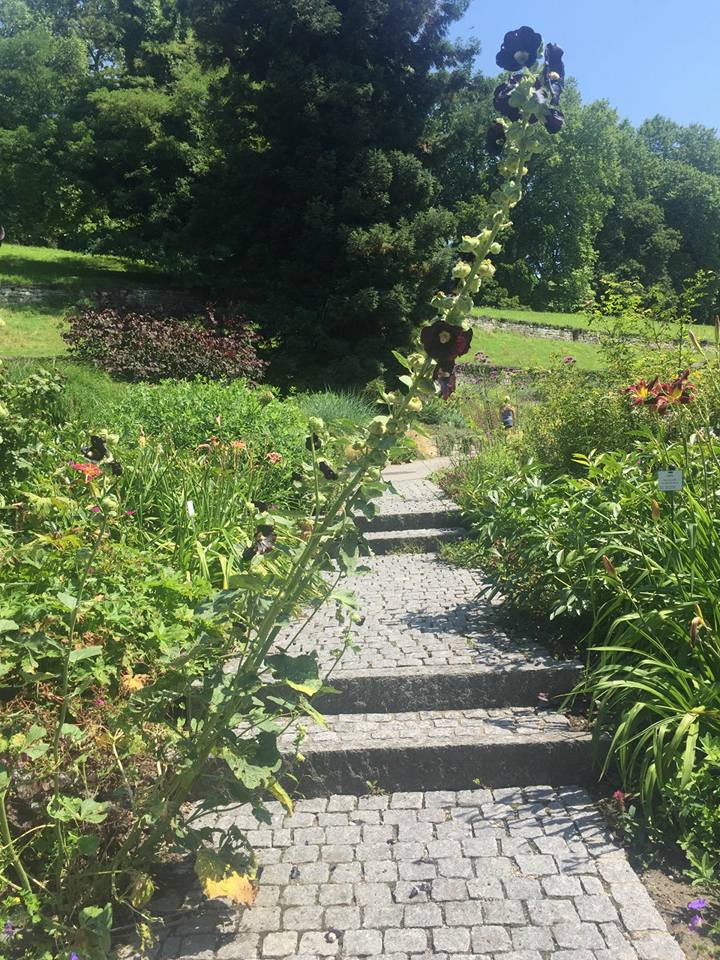 אי הפרחים - גלריה אירופאית מרהיבה במיוחד