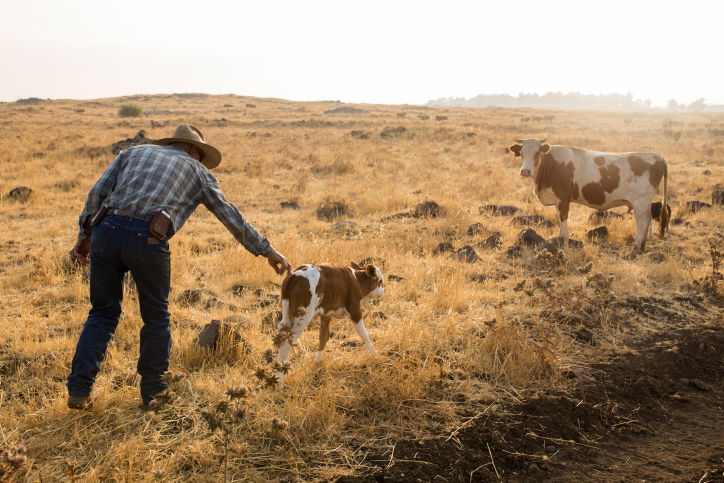 בוקר בקיבוץ מרום גולן
