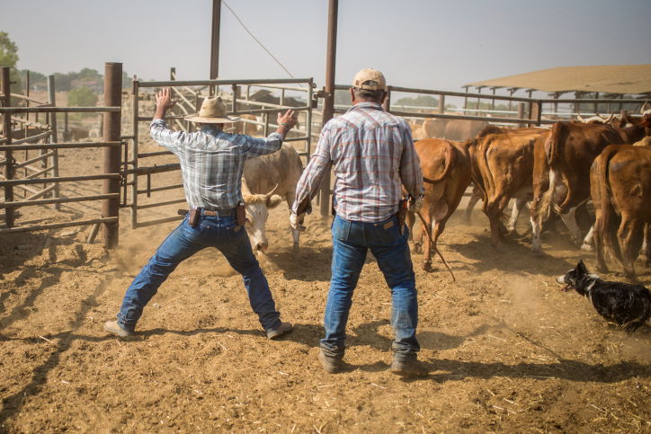 ראשי בקר, סוסים ומה שביניהם • צפו בגלריה