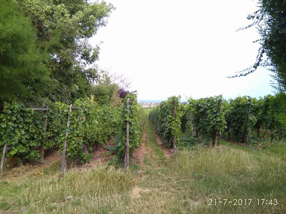 כרמי אלזס ואי הגנבים - גלריה צבעונית