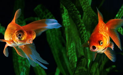 עונש מאסר של שלושה חודשים נגזר על אדם שהרג דג