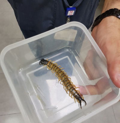 אישה נעקצה בבני ברק על ידי נדל ארסי