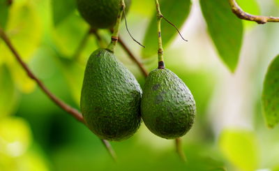 אזהרה: אבוקדו בוסר מציף את השווקים