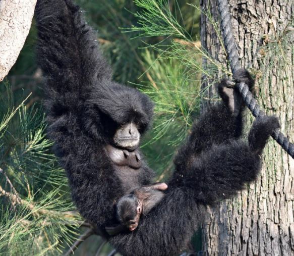 הספארי מחפש שם לקופיף החדש שנולד