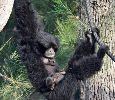 הספארי מחפש שם לקופיף החדש שנולד