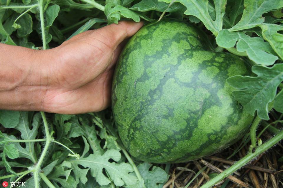 האבטיח התיירותי של הסינים - אבטיח לב