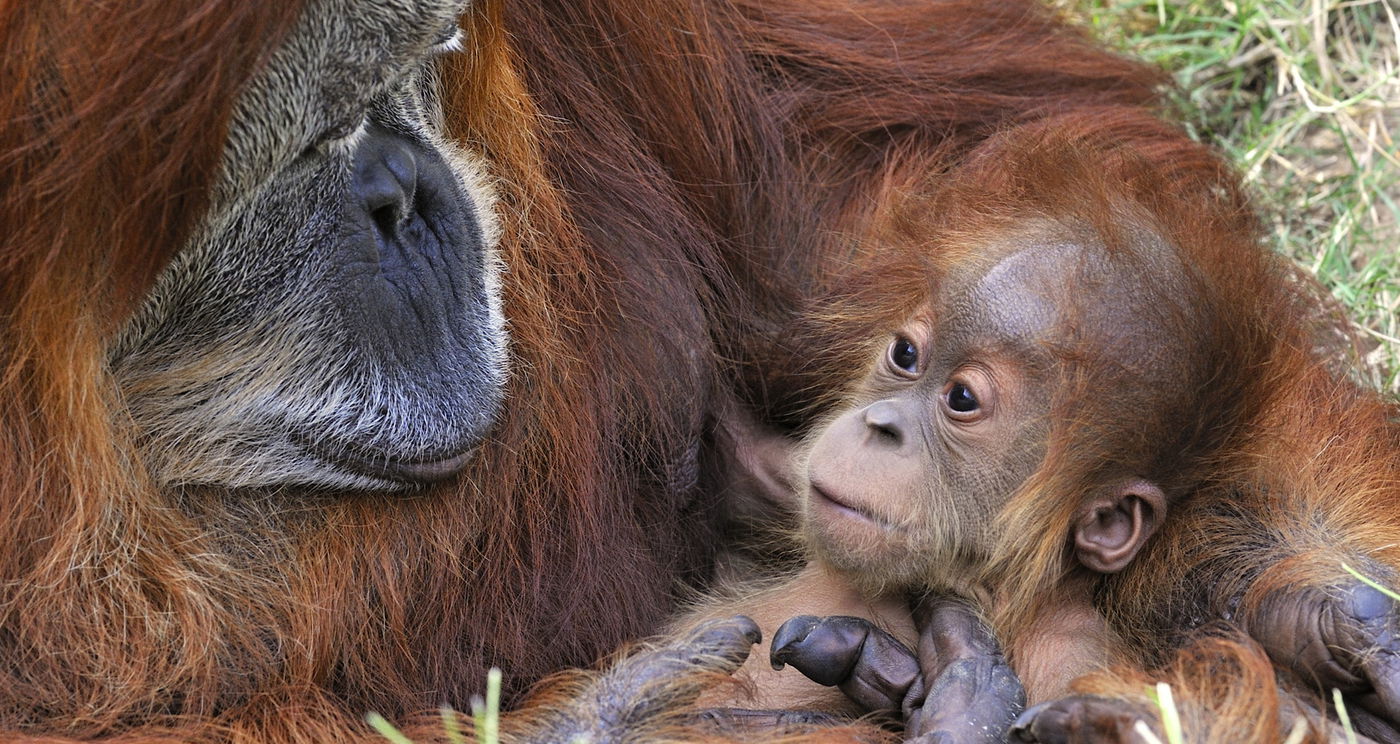 בילוי משפחתי בספארי.