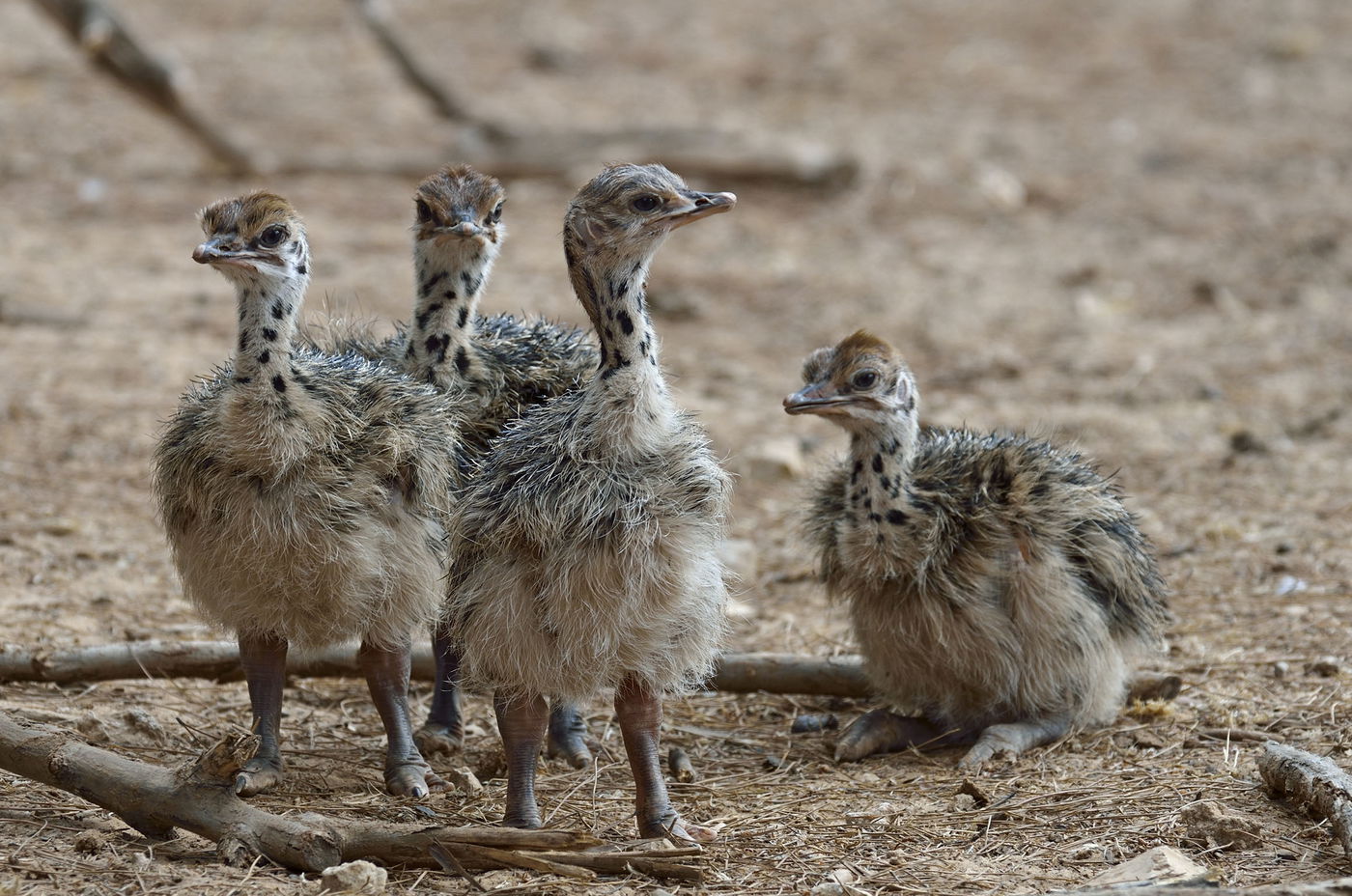 בילוי משפחתי בספארי: פשוט כיף חיות