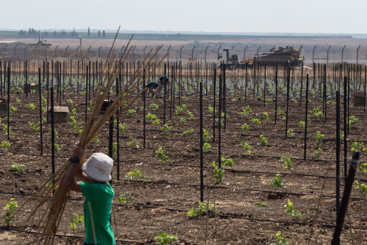 שתילת גפנים ברמת הגולן צמוד לגבול