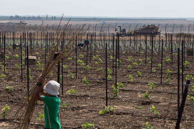 שתילת גפנים ברמת הגולן צמוד לגבול
