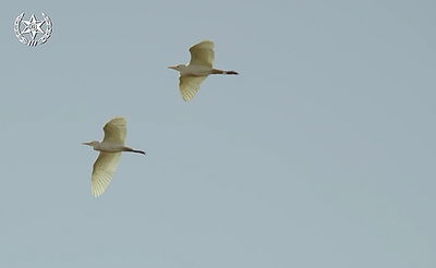 ממה צריך להיזהר בבין הזמנים? צפו בווידאו
