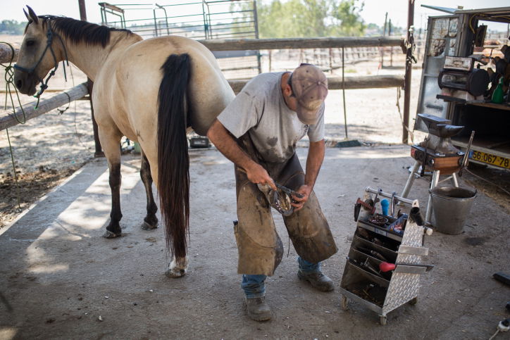 נעלי הסוסים • צפו בתהליך התקנת הפרסה