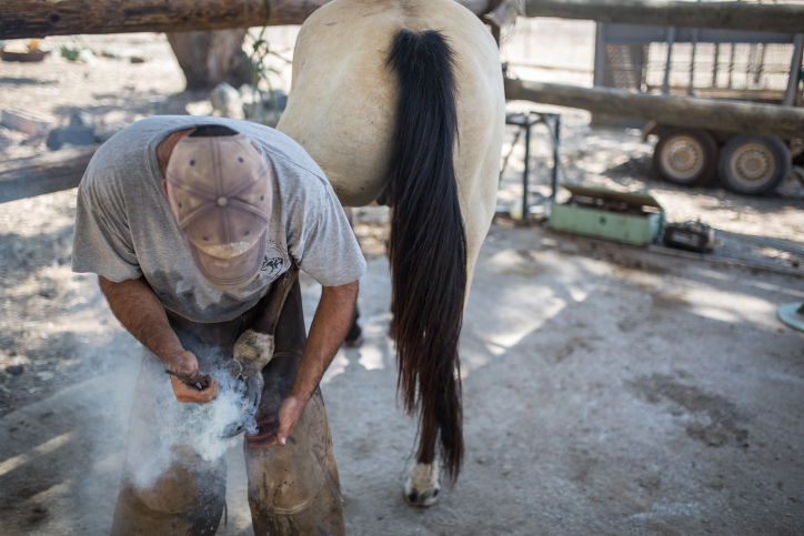 נעלי הסוסים • צפו בתהליך התקנת הפרסה