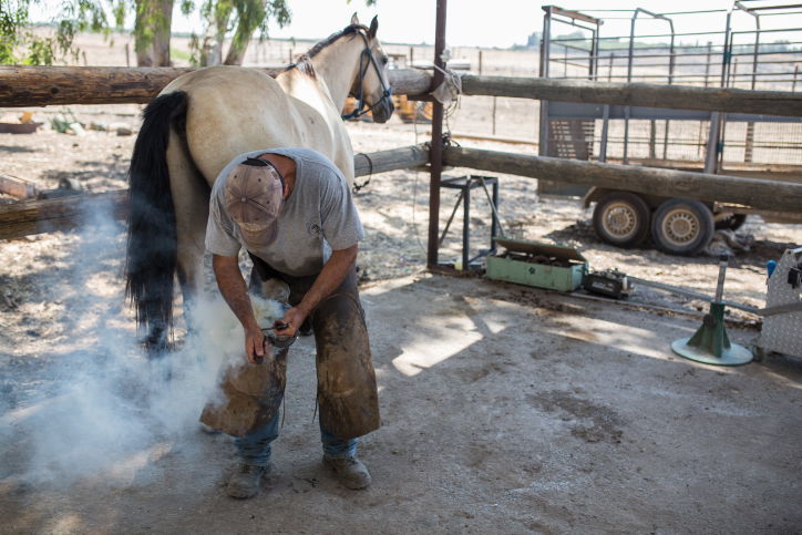 נעלי הסוסים • צפו בתהליך התקנת הפרסה