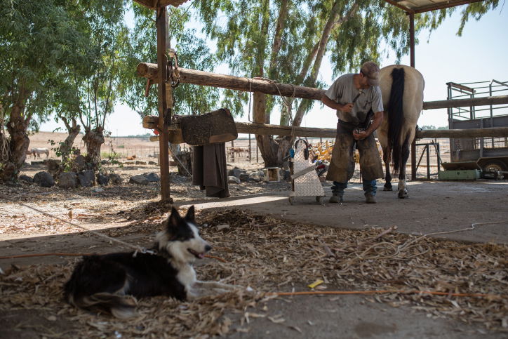 נעלי הסוסים • צפו בתהליך התקנת הפרסה