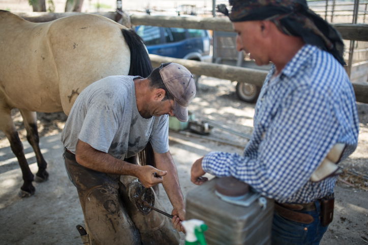 נעלי הסוסים • צפו בתהליך התקנת הפרסה
