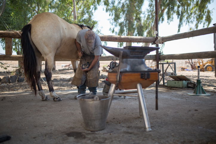 נעלי הסוסים • צפו בתהליך התקנת הפרסה