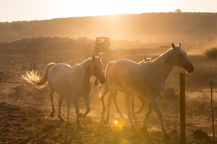 נעלי הסוסים • צפו בתהליך התקנת הפרסה