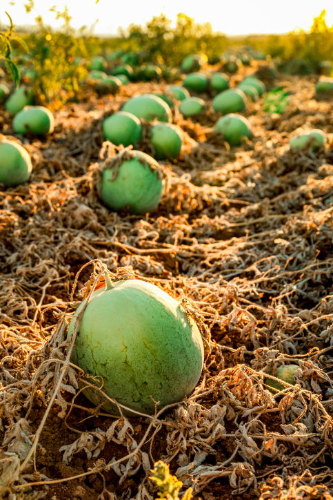 תיעוד מיוחד: כך גדל האבטיח • צפו