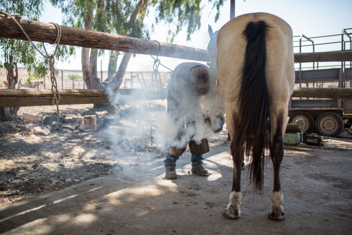 נעלי הסוסים • צפו בתהליך התקנת הפרסה