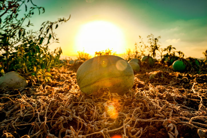 תיעוד מיוחד: כך גדל האבטיח • צפו