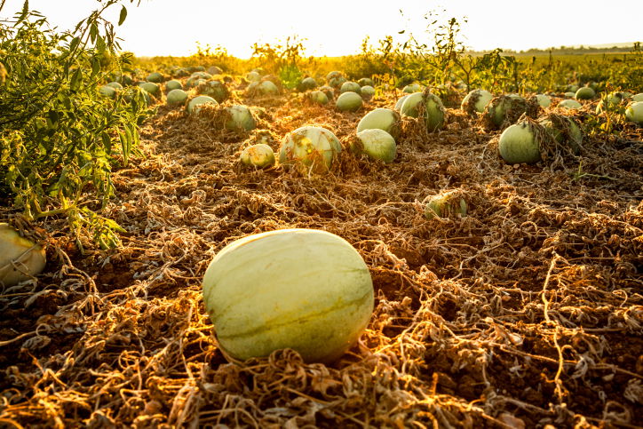 תיעוד מיוחד: כך גדל האבטיח • צפו