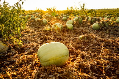 תיעוד מיוחד: כך גדל האבטיח • צפו