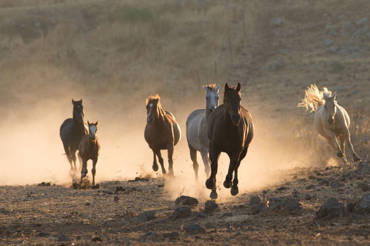 נעלי הסוסים • צפו בתהליך התקנת הפרסה