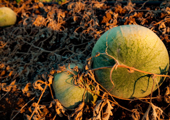תיעוד מיוחד: כך גדל האבטיח • צפו