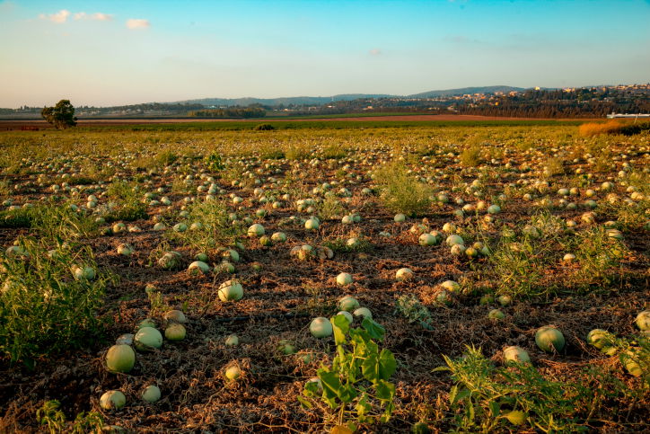 תיעוד מיוחד: כך גדל האבטיח • צפו