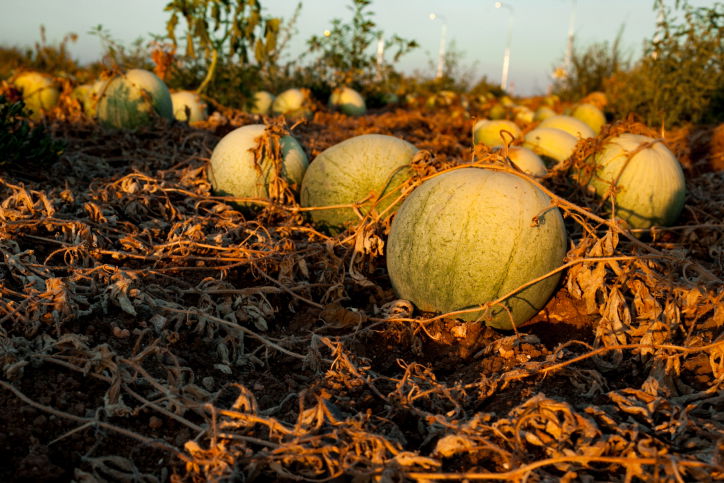 תיעוד מיוחד: כך גדל האבטיח • צפו