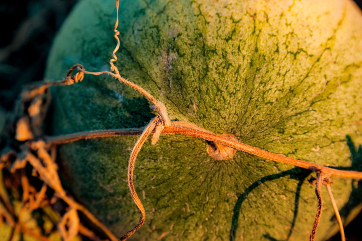 תיעוד מיוחד: כך גדל האבטיח • צפו