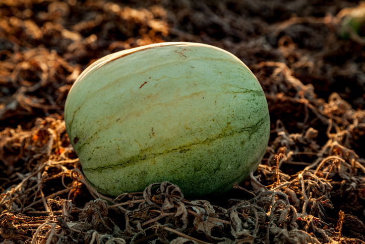 תיעוד מיוחד: כך גדל האבטיח • צפו