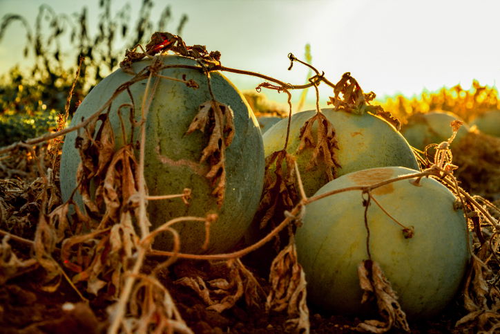 תיעוד מיוחד: כך גדל האבטיח • צפו