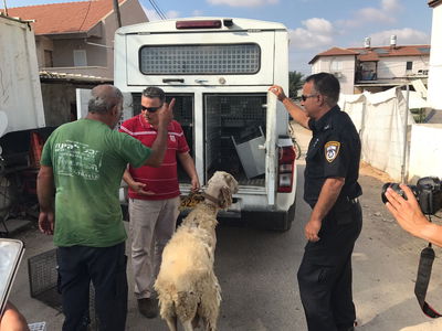 מחריד: בעלי חיים הוחזקו בתת-תנאים באשקלון • צפו