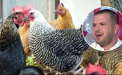 "מבחן המקל" לעוף ה'בראקל' • צפו בווידאו