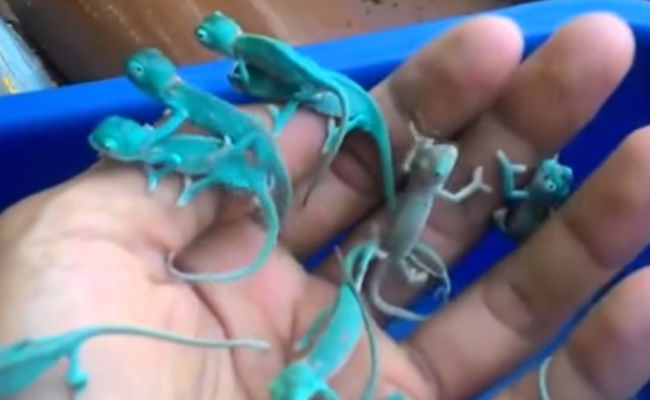 חיות המחמד המיניאטוריות שכבשו את הרשת