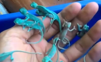 חיות המחמד המיניאטוריות שכבשו את הרשת