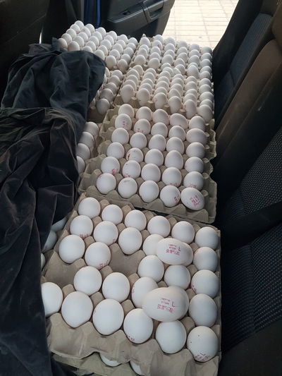 הביצים המוברחות