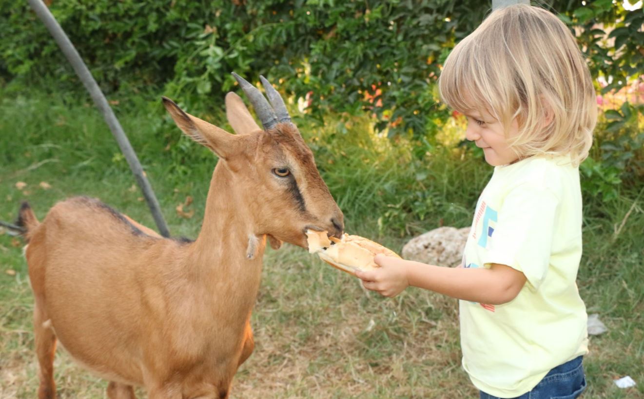 חוויה בחווה. אטרקציות לילדים ולמשפחה.