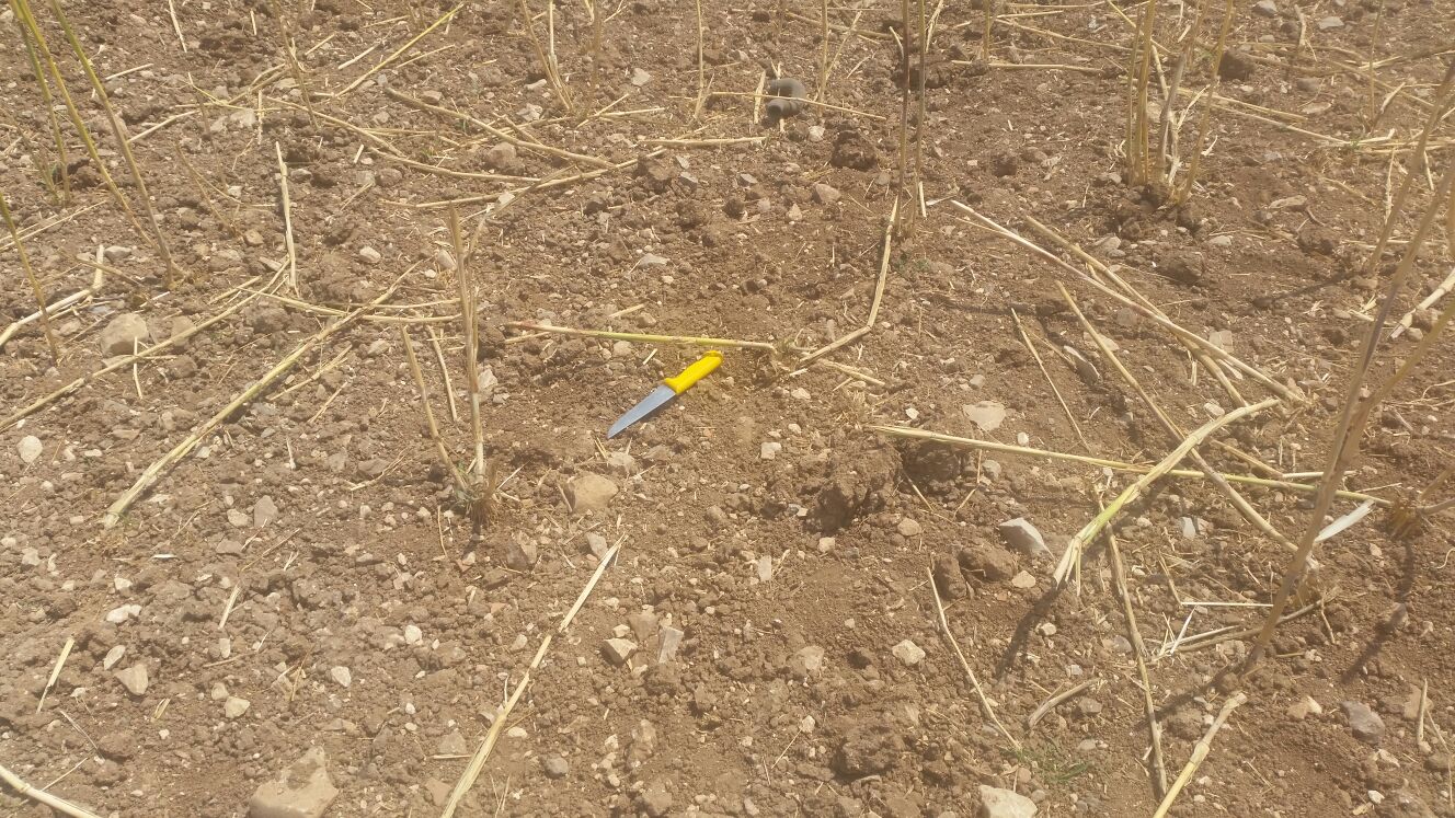 הסכין שנתפסה ברשות העצור