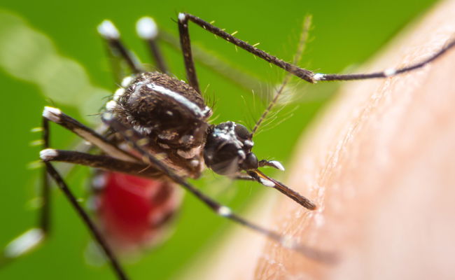 אילוסטרציה